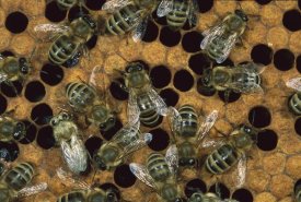 Konrad Wothe - Honey Bee workers on honeycomb, North America