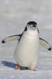 Konrad Wothe - Chinstrap Penguin walking towards camera, Antarctica