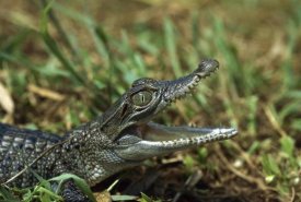 Konrad Wothe - New Guinea Crocodile baby, New Guinea, Indonesia