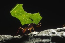 Konrad Wothe - Leafcutter Ant carrying leaf and rider back to nest, Honduras
