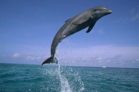 Konrad Wothe - Bottlenose Dolphin leaping, Honduras