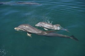 Konrad Wothe - Bottlenose Dolphin with baby, Caribbean