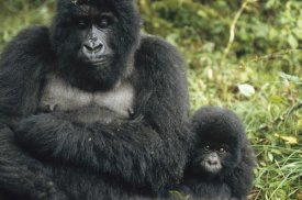 Konrad Wothe - Mountain Gorilla mother and baby, central Africa