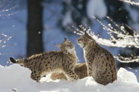 Konrad Wothe - Eurasian Lynx pair, Bayerischer Wald National Park, Germany