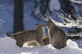 Konrad Wothe - Eurasian Lynx pair touching noses, Bayerischer Wald NP, Germany