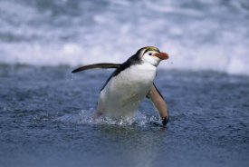 Konrad Wothe - Royal Penguin coming ashore, Macquarie Island
