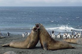 Konrad Wothe - Southern Elephant Seal males fighting, Macquarie Island