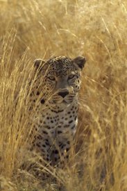 Konrad Wothe - Leopard in grass country, Etosha National Park, Namibia