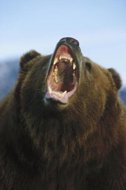 Konrad Wothe - Grizzly Bear close up of growling face