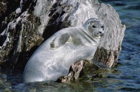 Konrad Wothe - Baikal Seal, Lake Baikal,  Zabaikalsky National Park,  Russia