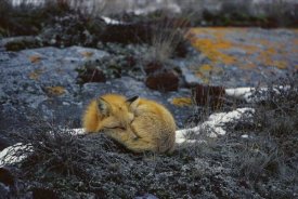 Konrad Wothe - Red Fox sleeping on lichen covered rock, Churchill, Canada