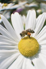 Konrad Wothe - Honey Bee collecting pollen from daisy, Germany