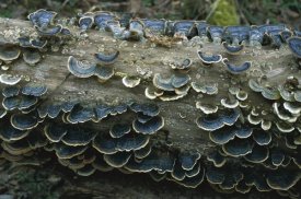 Konrad Wothe - Bracket Fungus growing on log, Oberbayern, Germany