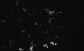 Konrad Wothe - Bats flying against starry night sky, Pantanal, Brazil