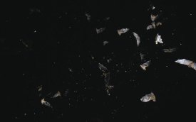 Konrad Wothe - Bats flying against starry night sky, Pantanal, Brazil