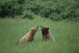 Konrad Wothe - Grizzly Bears sparring, Katmai National Park, Alaska