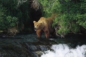 Konrad Wothe - Grizzly Bear fishing, Brooks River Falls, Katmai NP, Alaska