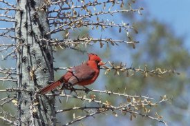Konrad Wothe - Northern Cardinal male perched in cactus, Arizona