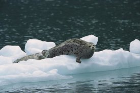 Konrad Wothe - Harbor Seal mother and pup resting on ice floe, Alaska