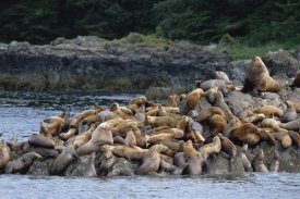 Konrad Wothe - Steller's Sea Lions congregating on rock, West Brother Island, Alaska
