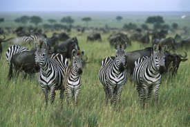 Konrad Wothe - Burchell's Zebras and Wildebeest, Serengeti National Park, Tanzania