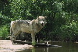 Konrad Wothe - Timber Wolf on riverbank, North America