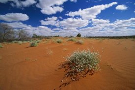Konrad Wothe - Minnie Daisy in the Strzelecki Desert, southern Australia