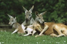 Konrad Wothe - Red Kangaroo trio relaxing, Australia