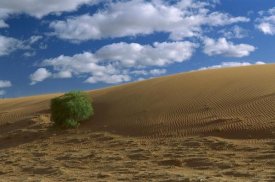 Konrad Wothe - Spinifex Grass on sand dune, Strzelecki Desert, Australia