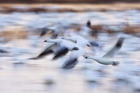 Konrad Wothe - Snow Goose flock flying over wetland, Bosque del Apache NWR, New Mexico