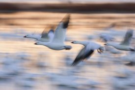 Konrad Wothe - Snow Goose flock flying over wetland, Bosque del Apache NWR, New Mexico