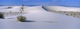 Konrad Wothe - Soaptree Yucca in Gypsum dunes, White Sands National Monument, New Mexico