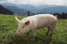 Konrad Wothe - Pig on a grassy lawn, Germany