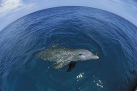 Konrad Wothe - Bottlenose Dolphin surfacing, Honduras