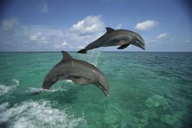 Konrad Wothe - Bottlenose Dolphin pair leaping, Honduras
