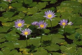 Konrad Wothe - Cape Blue Water-lily group blooming, Madagascar