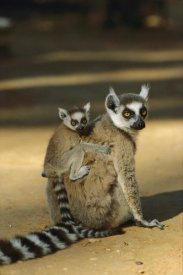 Konrad Wothe - Ring-tailed Lemur baby on mother's back,  Madagascar