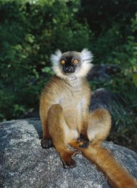 Konrad Wothe - Black Lemur female, Nosy Komba, Madagascar