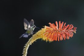 Konrad Wothe - Purple-throated Mountain-gem hummingbird male , Costa Rica