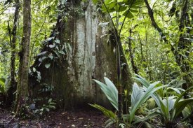 Konrad Wothe - Mountain rainforest, Braulio Carrillo National Park, Costa Rica