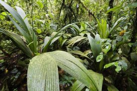 Konrad Wothe - Mountain rainforest, Braulio Carrillo National Park, Costa Rica