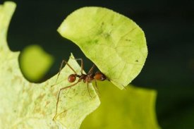 Konrad Wothe - Leafcutter Ant ant carrying freshly cut leaf, Costa Rica
