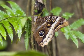 Konrad Wothe - Atreus Owl portrait,  Costa Rica