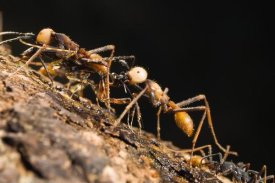 Konrad Wothe - Army Ant carrying cricket, La Selva, Costa Rica
