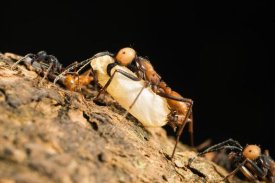 Konrad Wothe - Army Ant carrying insect pupa, La Selva, Costa Rica