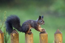 Konrad Wothe - Eurasian Red Squirrel on fence, Bavaria, Germany