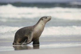 Gerry Ellis - Australian Sea Lion female coming ashore, Kangaroo Island, Australia