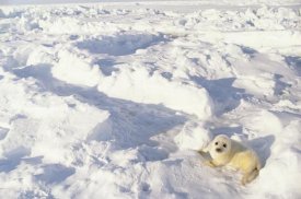 Gerry Ellis - Harp Seal pup, Gulf of St Lawrence, Canada