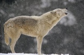 Gerry Ellis - Timber Wolf female howling, North America