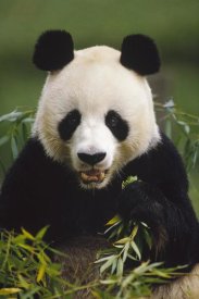 Gerry Ellis - Giant Panda feeding on bamboo, China